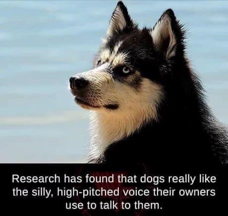 Research has found that dogs really like the silly, high-pitched voice their owners use to talk to them.