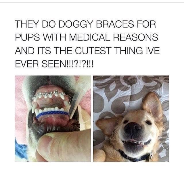 THEY DO DOGGY BRACES FOR PUPS WITH MEDICAL REASONS AND ITS THE CUTEST THING IVE EVER SEEN!!!?!?!!!