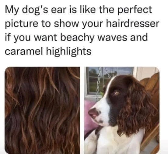 My dog's ear is like the perfect picture to show your hairdresser if you want beachy waves and caramel highlights