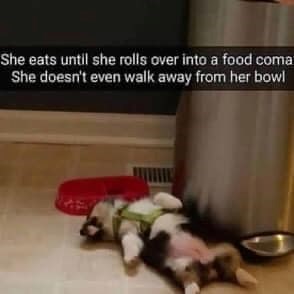 She eats until she rolls over into a food comat She doesn't even walk away from her bowl