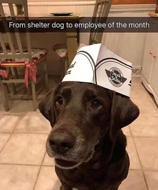 From shelter dog to employee of the month Steak Shake