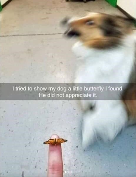I tried to show my dog a little butterfly I found. He did not appreciate it.