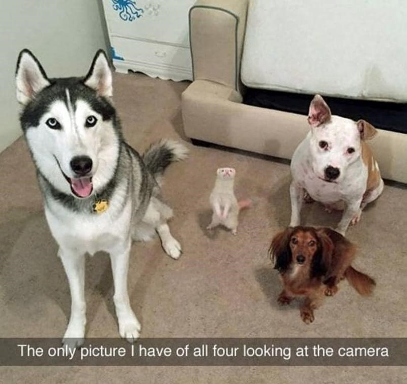 The only picture I have of all four looking at the camera