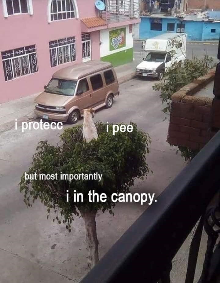 ава protecc i pee but most importantly i in the canopy.
