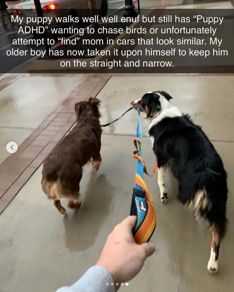 My puppy walks well well enuf but still has "Puppy ADHD" wanting to chase birds or unfortunately attempt to "find" mom in cars that look similar. My older boy has now taken it upon himself to keep him on the straight and narrow.