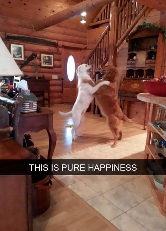 THIS IS PURE HAPPINESS