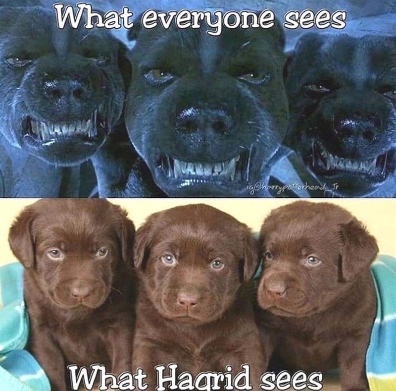 What everyone sees O Tr ig@harrypotterhead To What Hagrid sees