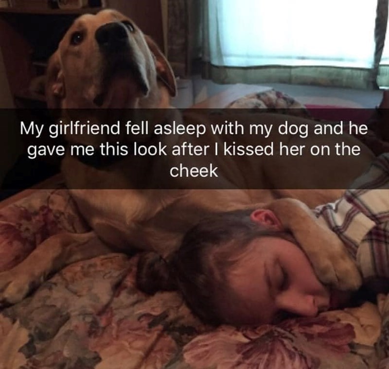 My girlfriend fell asleep with my dog and he gave me this look after I kissed her on the cheek