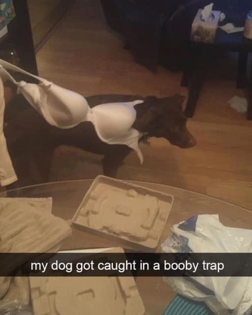 my dog got caught in a booby trap