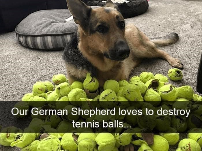 Our German Shepherd loves to destroy tennis balls...