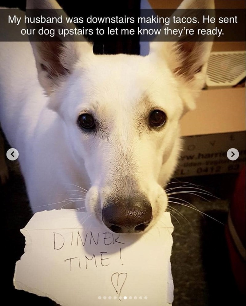 My husband was downstairs making tacos. He sent our dog upstairs to let me know they're ready. DINNER TIME! ♡ www.hare EL: 0412 63