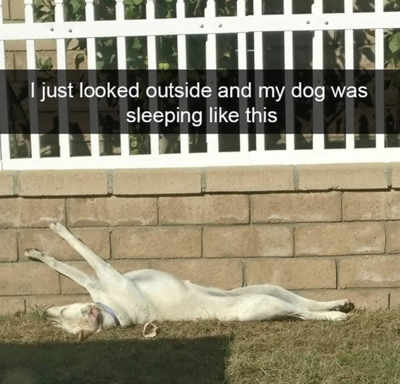 I just looked outside and my dog was sleeping like this