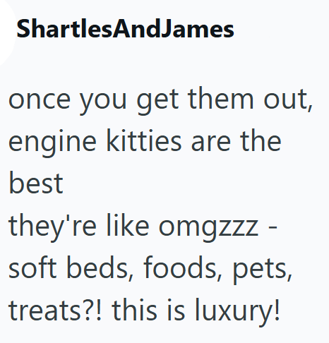 ShartlesAndJames once you get them out, engine kitties are the best they're like omgzzz - soft beds, foods, pets, treats?! this is luxury!