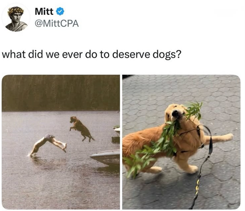 Mitt @MittCPA what did we ever do to deserve dogs?