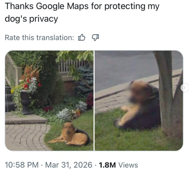 Thanks Google Maps for protecting my dog's privacy Rate this translation: 10:58 PM Mar 31, 2026 1.8M Views