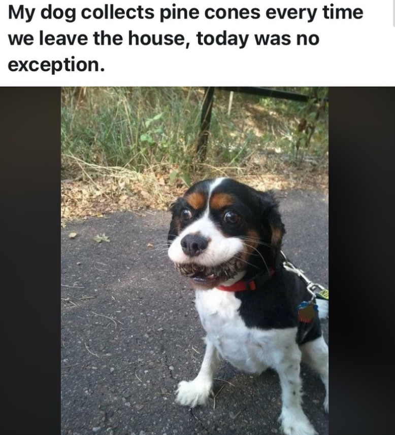 My dog collects pine cones every time we leave the house, today was no exception.
