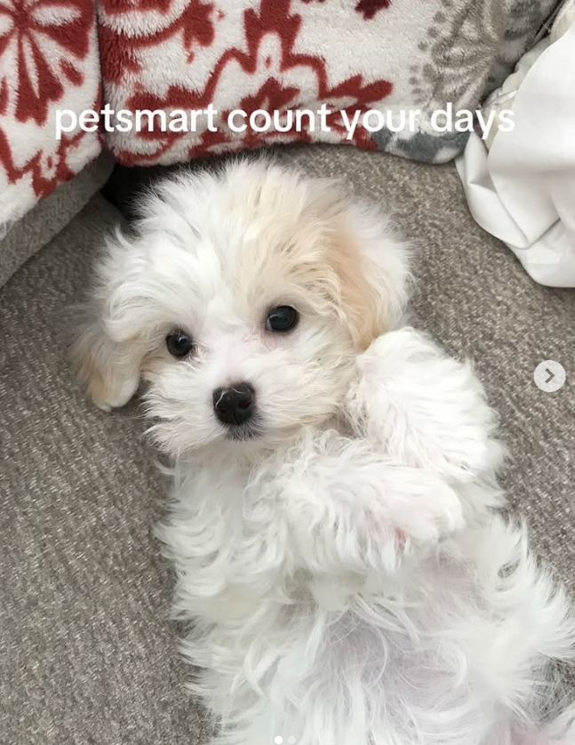 petsmart count your days