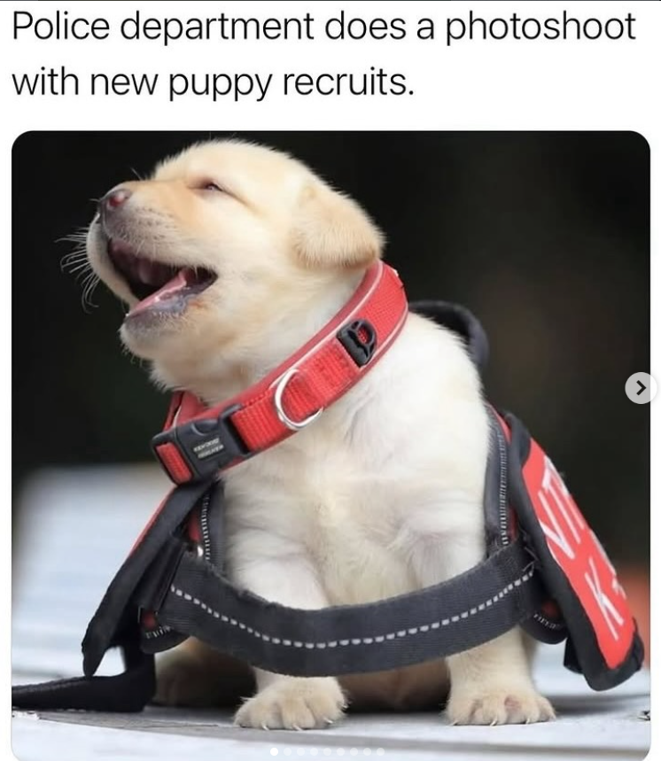 Police department does a photoshoot with new puppy recruits. >