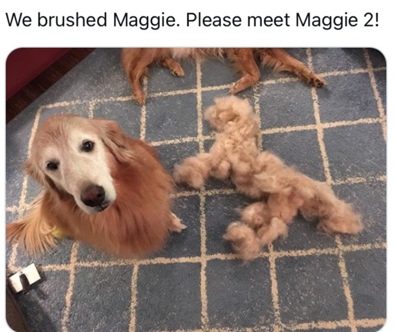 We brushed Maggie. Please meet Maggie 2!