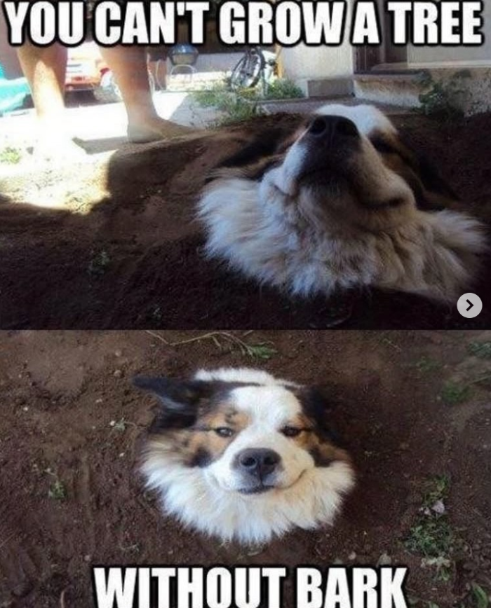 YOU CAN'T GROW A TREE WITHOUT BARK >