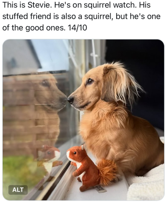 This is Stevie. He's on squirrel watch. His stuffed friend is also a squirrel, but he's one of the good ones. 14/10 ALT