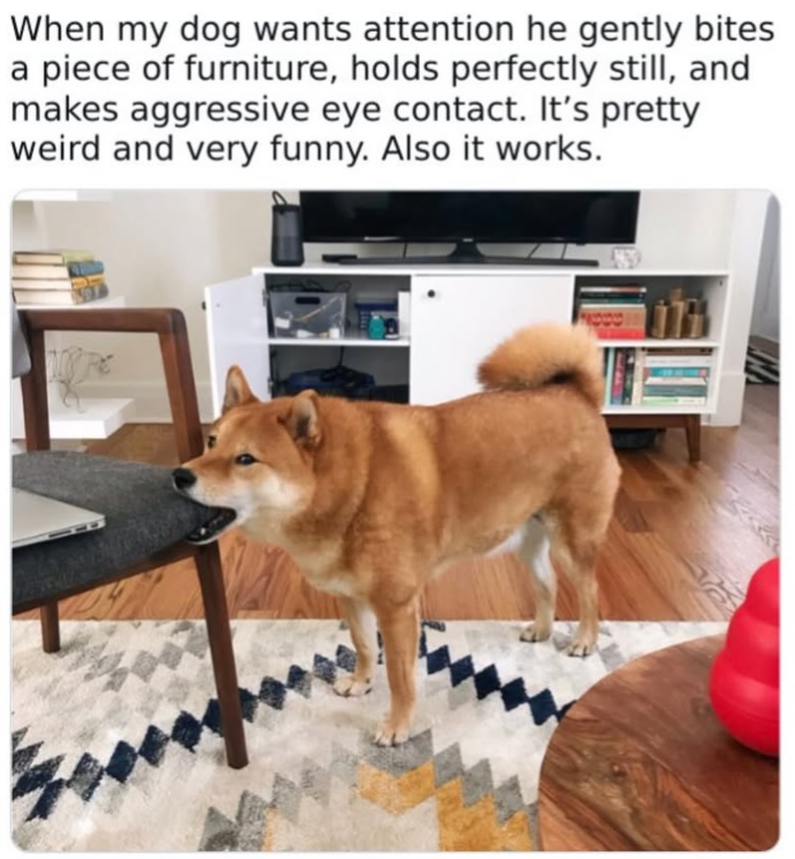 When my dog wants attention he gently bites a piece of furniture, holds perfectly still, and makes aggressive eye contact. It's pretty weird and very funny. Also it works.
