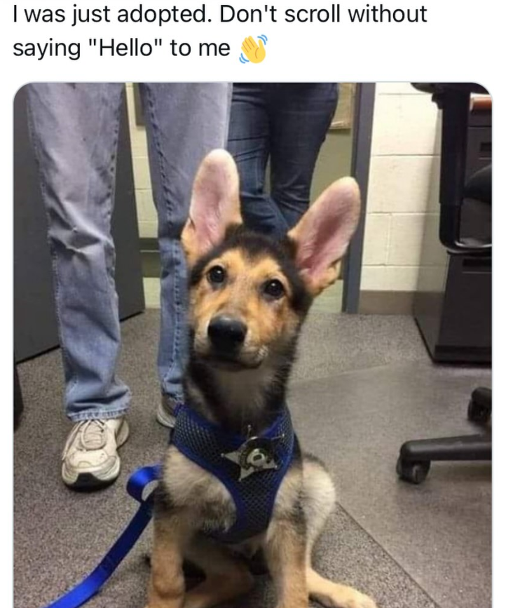 I was just adopted. Don't scroll without saying "Hello" to me