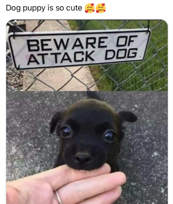 Dog puppy is so cute BEWARE OF ATTACK DOG