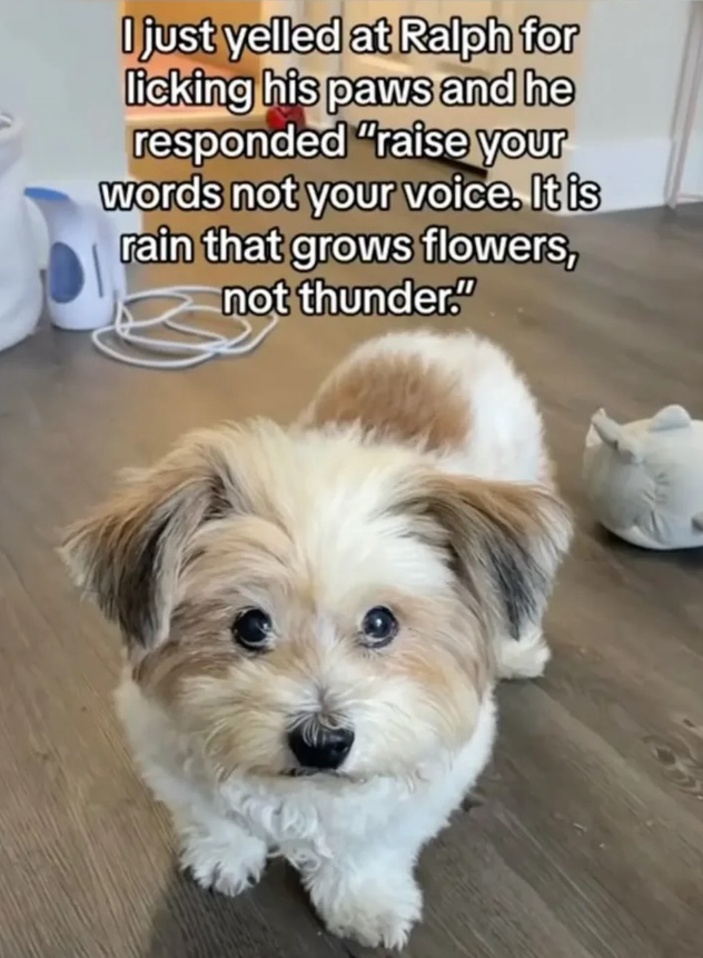 I just yelled at Ralph for licking his paws and he responded "raise your words not your voice. It is rain that grows flowers, not thunder."