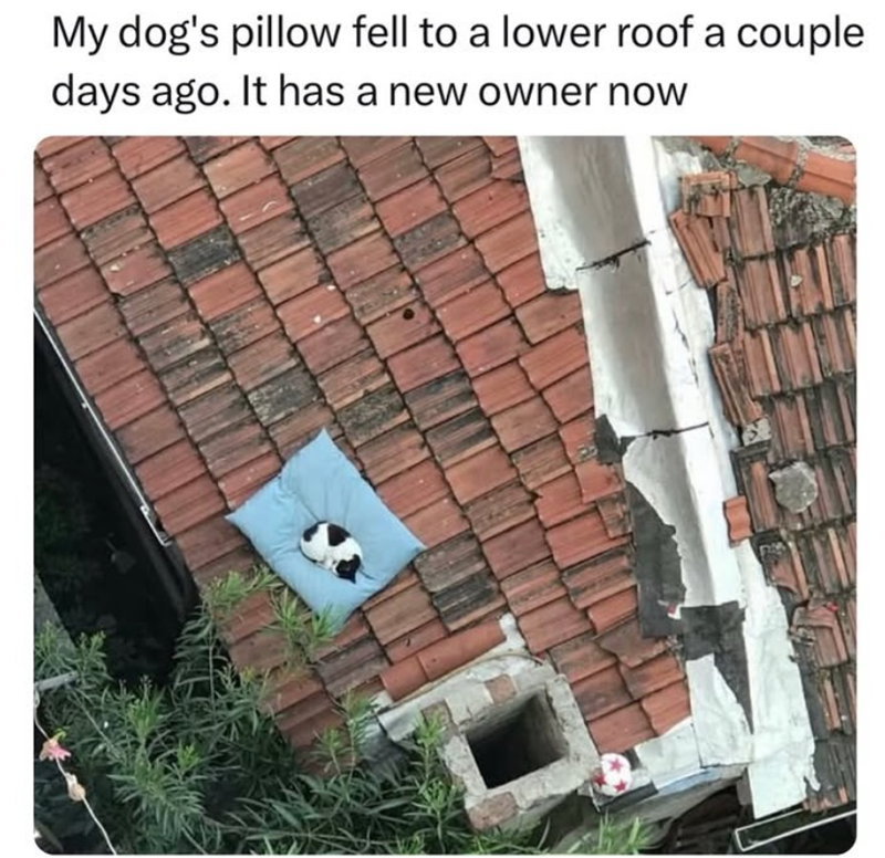 My dog's pillow fell to a lower roof a couple days ago. It has a new owner now