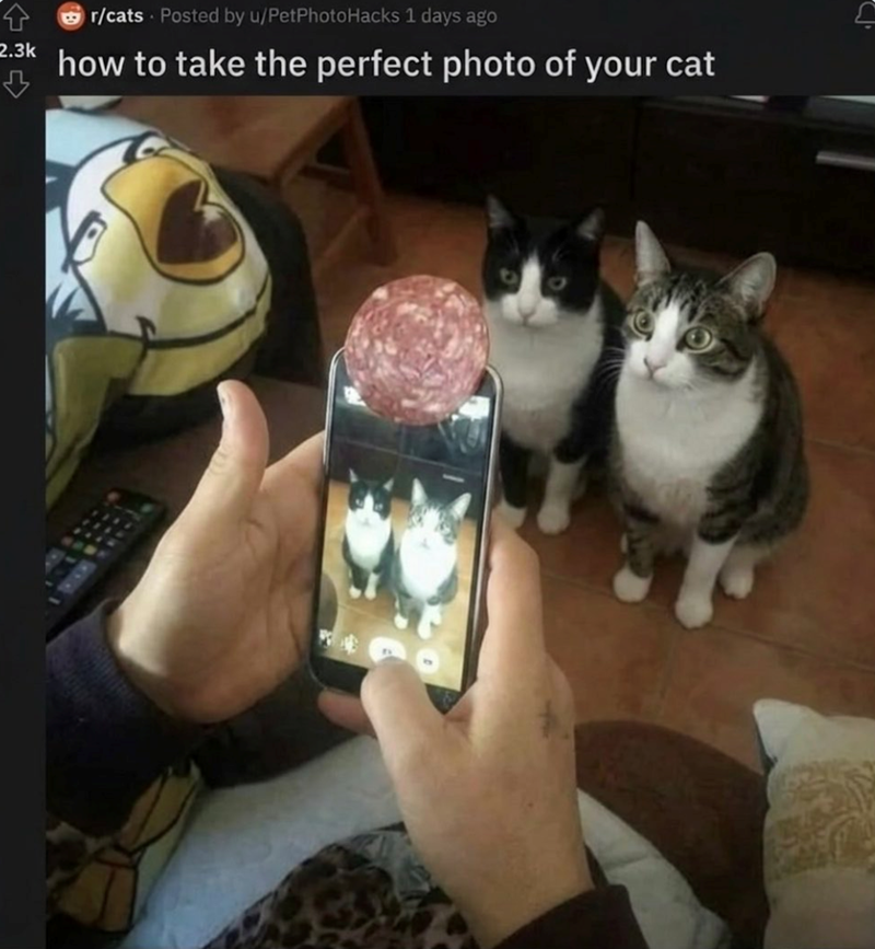 r/cats Posted by u/PetPhoto Hacks 1 days ago 2.3k how to take the perfect photo of your cat ہے