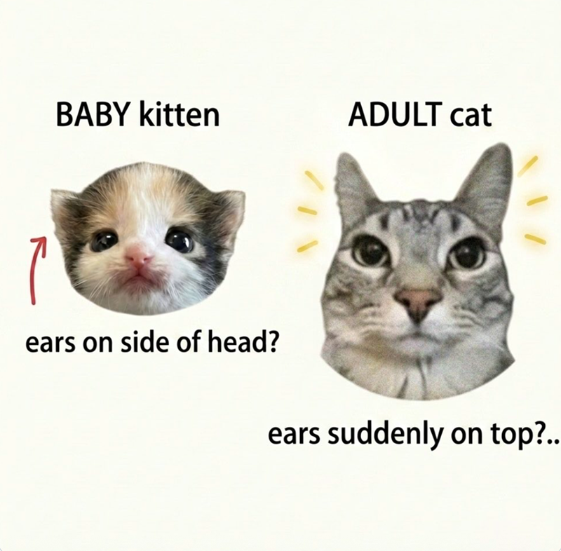 BABY kitten ADULT cat ears on side of head? ears suddenly on top?..