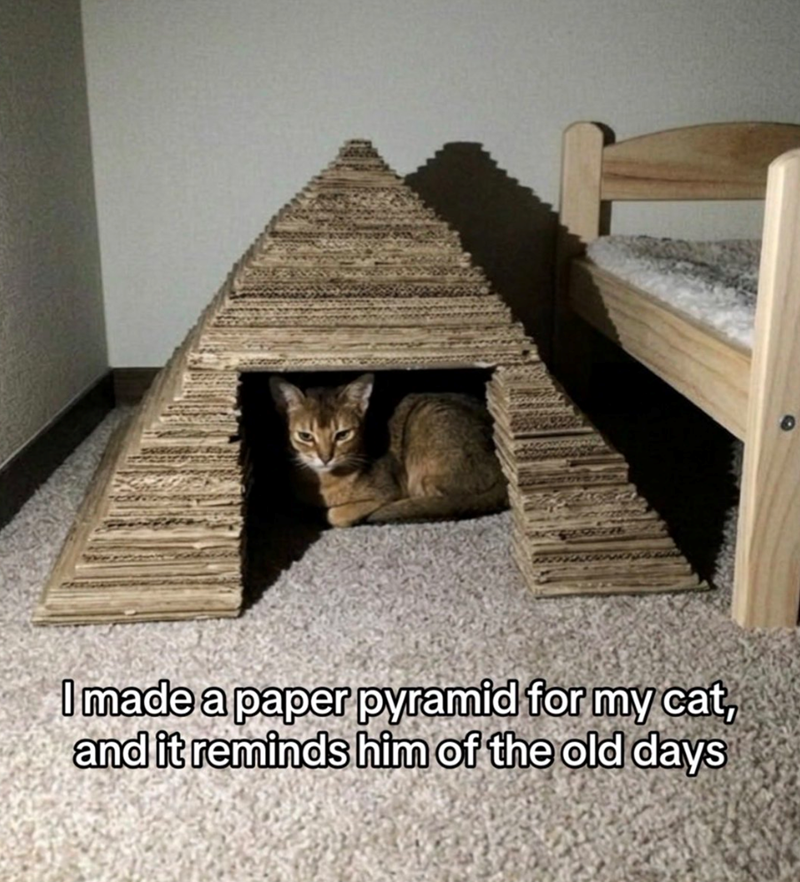 I made a paper pyramid for my cat, and it reminds him of the old days