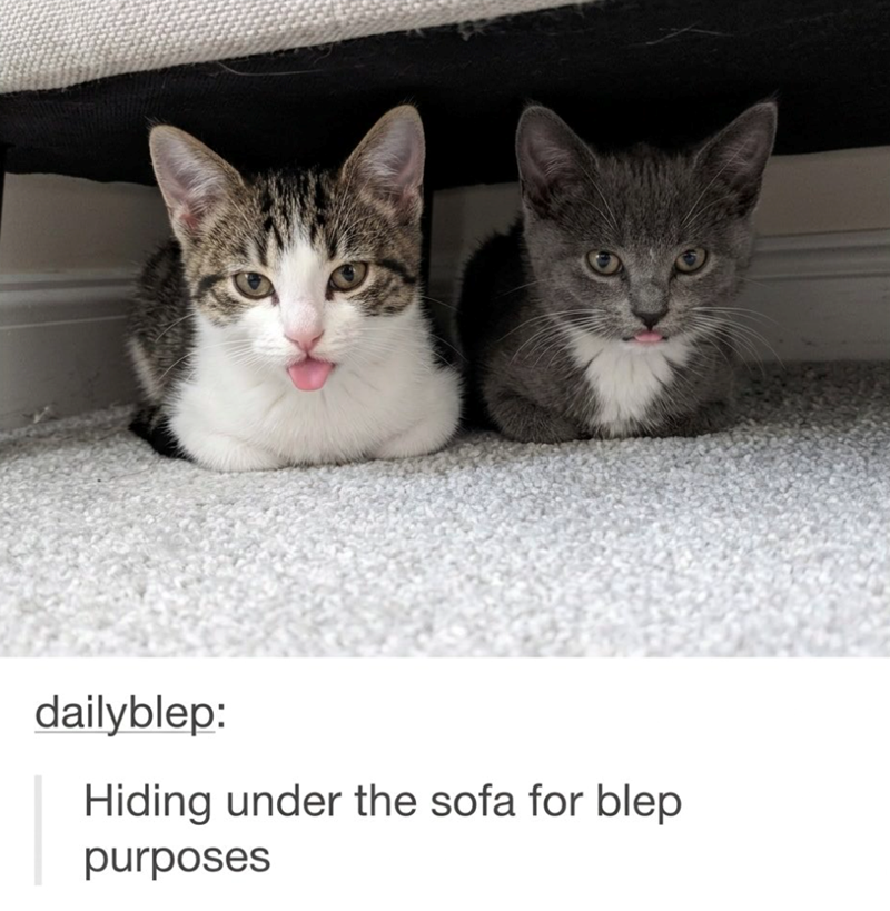 dailyblep: Hiding under the sofa for blep purposes