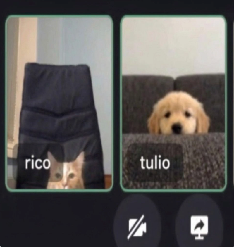 rico tulio