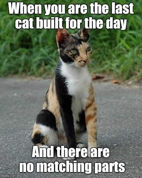 When you are the last cat built for the day imgflip.com And there are no matching parts
