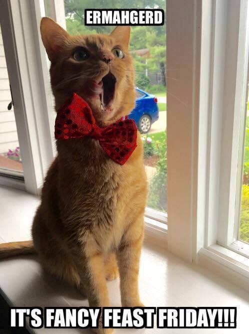 ERMAHGERD IT'S FANCY FEAST FRIDAY!!!