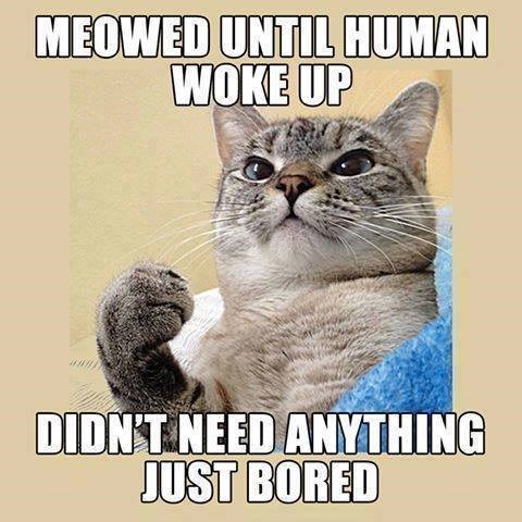 MEOWED UNTIL HUMAN WOKE UP DIDN'T NEED ANYTHING JUST BORED