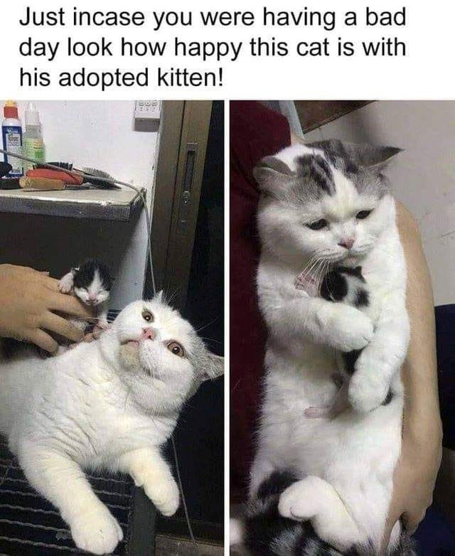 Just incase you were having a bad day look how happy this cat is with his adopted kitten!