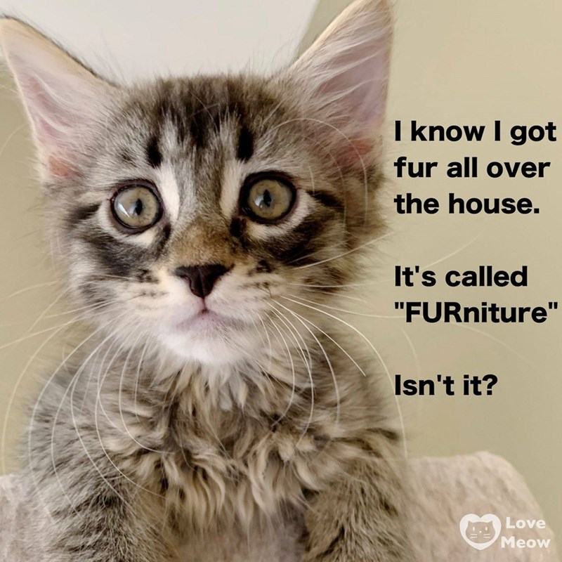 I know I got fur all over the house. It's called "FURniture" Isn't it? Love Meow