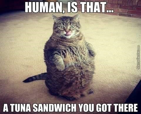 HUMAN, IS THAT... A TUNA SANDWICH YOU GOT THERE MemeCenter