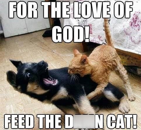 FOR THE LOVE OF GOD! FEED THE DON CAT!