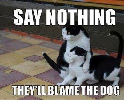 SAY NOTHING THEY'LL BLAME THE DOG