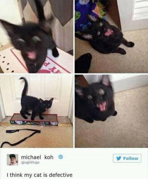 michael koh @ughHugs I think my cat is defective Follow