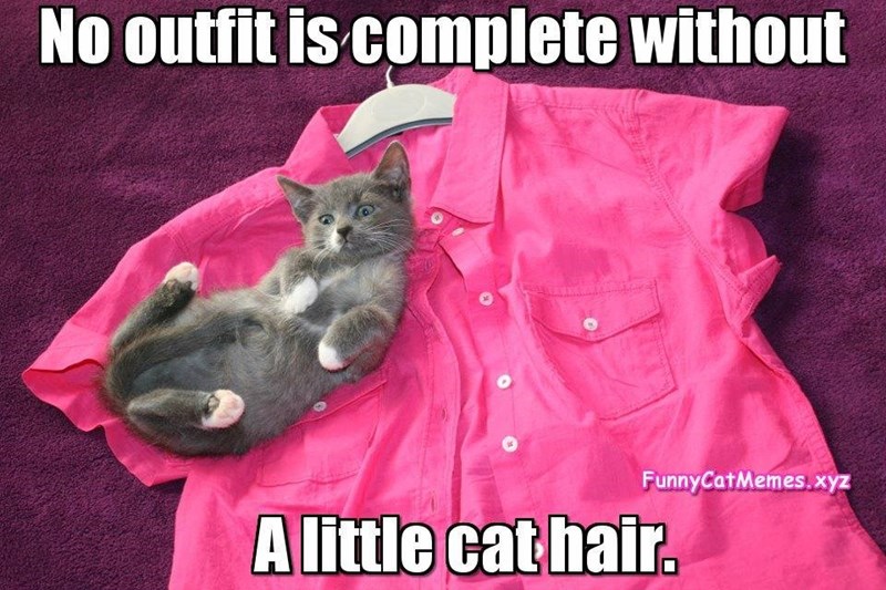No outfit is complete without FunnyCatMemes.xyz A little cat hair.