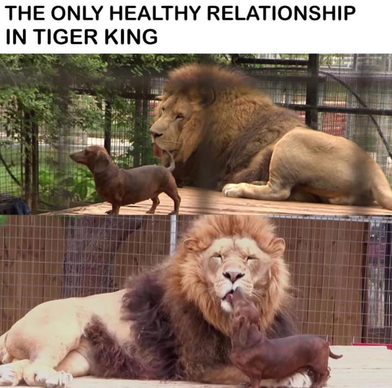 THE ONLY HEALTHY RELATIONSHIP IN TIGER KING