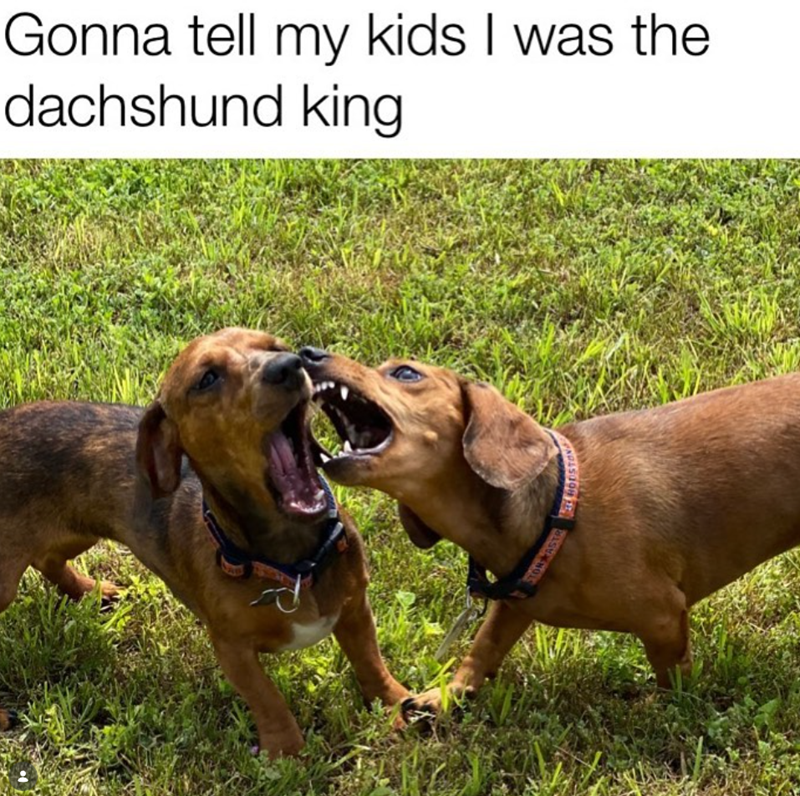 Gonna tell my kids I was the dachshund king STON AST HOUSTON