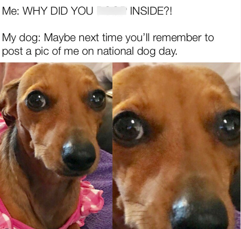 Me: WHY DID YOU INSIDE?! My dog: Maybe next time you'll remember to post a pic of me on national dog day.