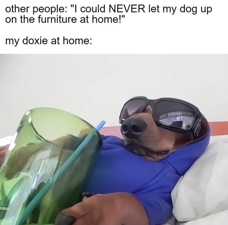 other people: "I could NEVER let my dog up on the furniture at home!" my doxie at home: