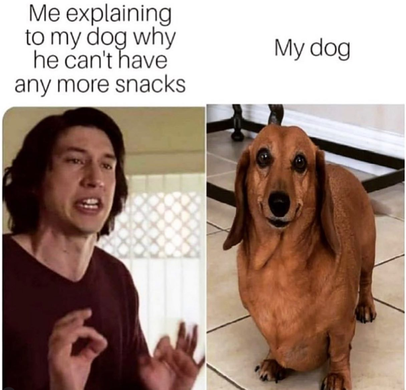 Me explaining to my dog why he can't have any more snacks My dog